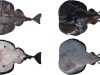 ZSI discovers new electric ray species in deep waters of Arabian Sea