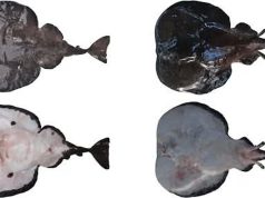 ZSI discovers new electric ray species in deep waters of Arabian Sea