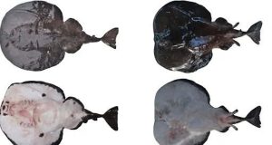 ZSI discovers new electric ray species in deep waters of Arabian Sea