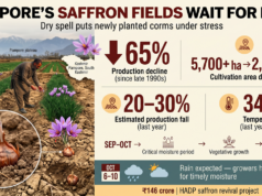 Dry spell clouds hopes of saffron growers