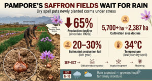 Dry spell clouds hopes of saffron growers